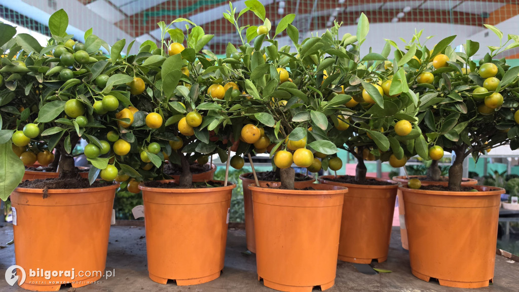 Raj dla miłośników roślin. Wielkie Targi Roślin w Biłgoraju!