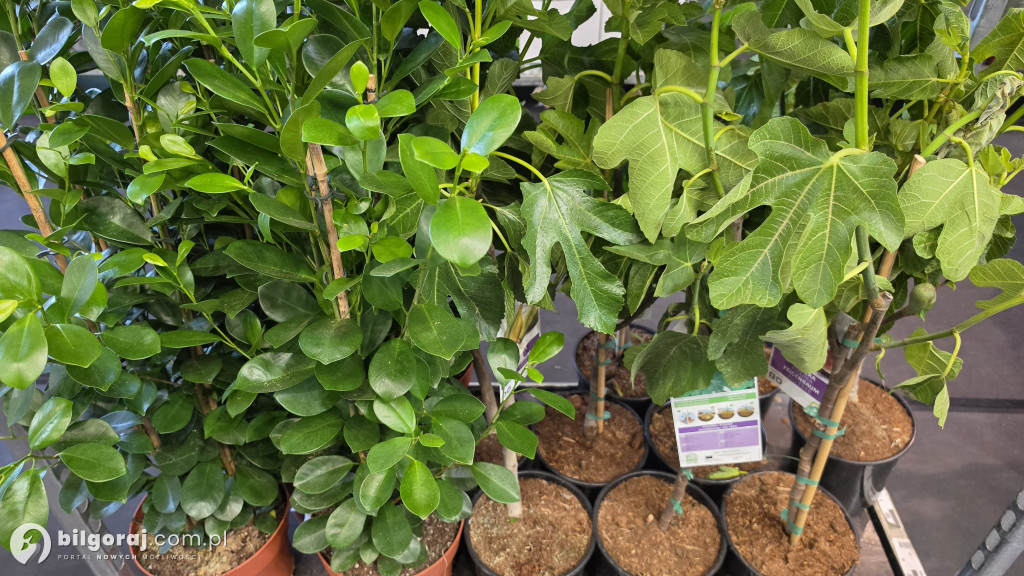 Raj dla miłośników roślin. Wielkie Targi Roślin w Biłgoraju!