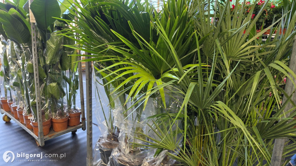 Raj dla miłośników roślin. Wielkie Targi Roślin w Biłgoraju!