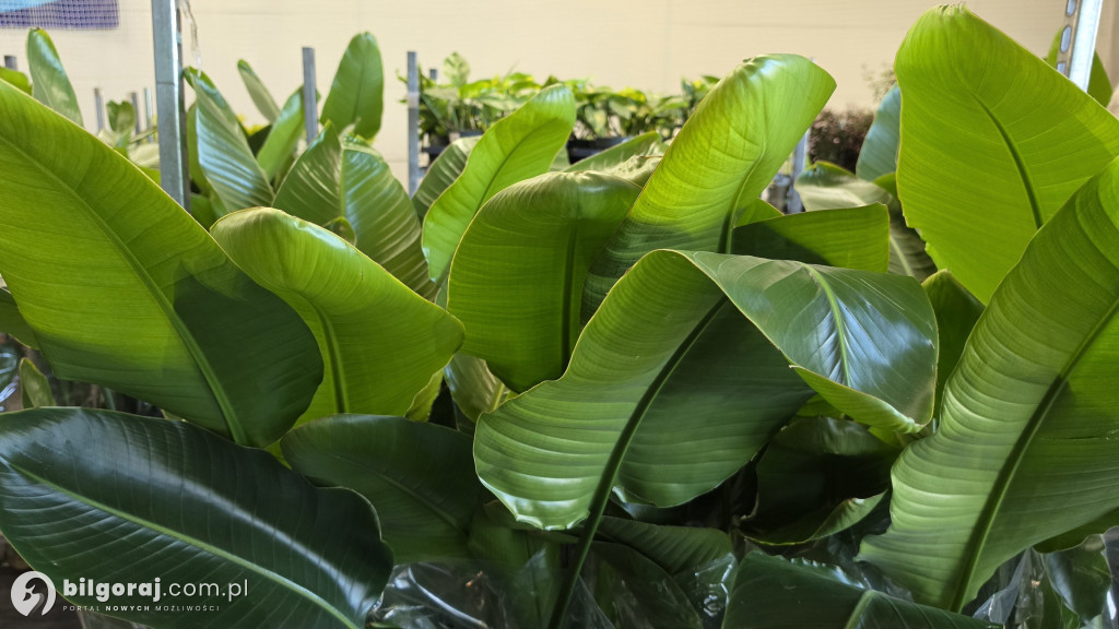 Raj dla miłośników roślin. Wielkie Targi Roślin w Biłgoraju!