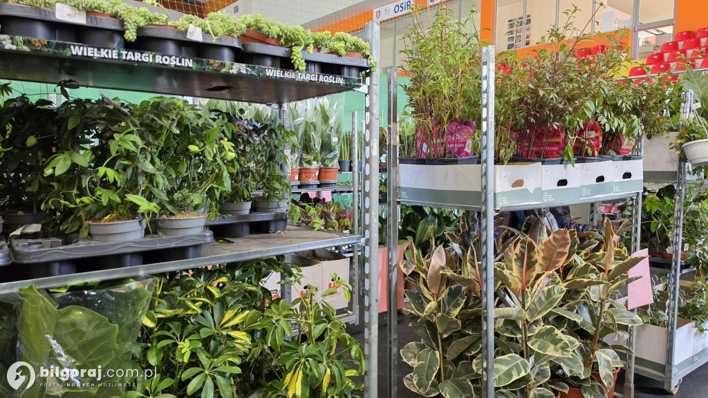 Raj dla miłośników roślin. Wielkie Targi Roślin w Biłgoraju!