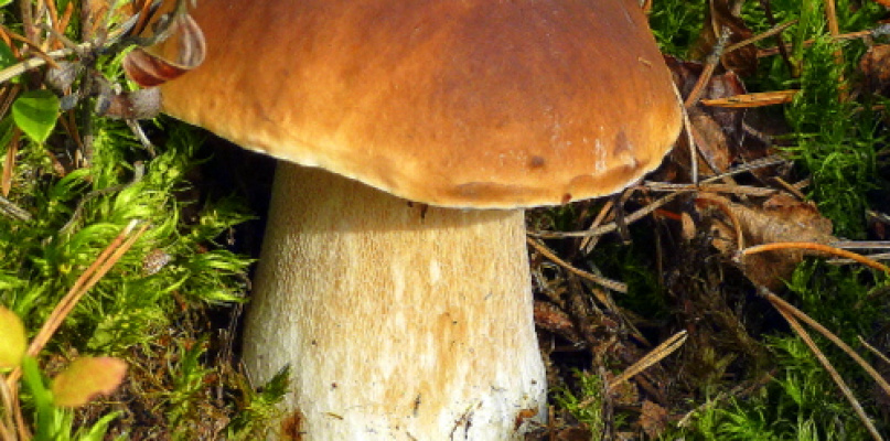 Na grzyby! (NOWE FOTO)