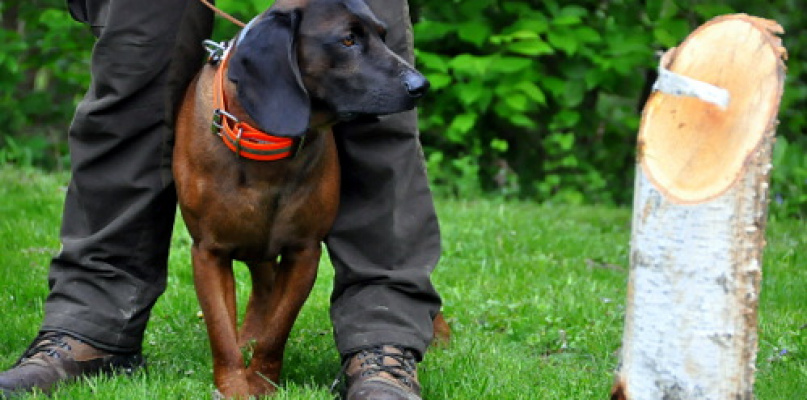 Psy myśliwskie rywalizowały w Wólce Biskiej (WYNIKI, FOTO)
