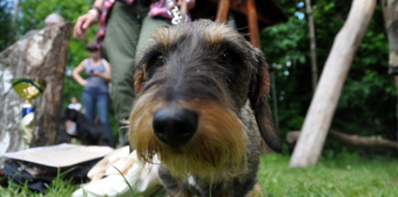 Konkurs psów myśliwskich (FOTO, WYNIKI)