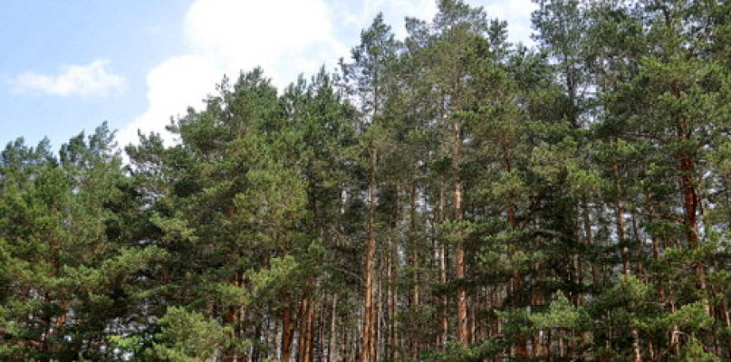 Program Ochrony Środowiska dla Powiatu Biłgorajskiego