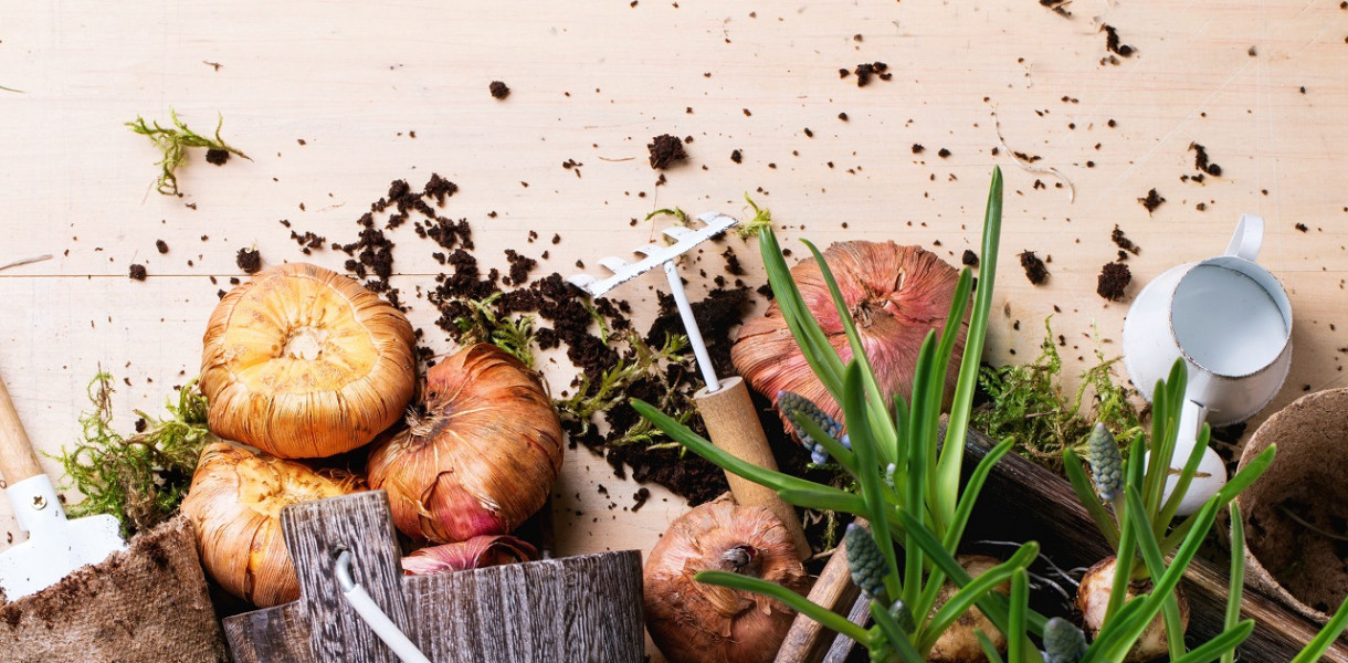 Cebulki kwiatowe wieloletnie - warto wybrać do swojego ogrodu!