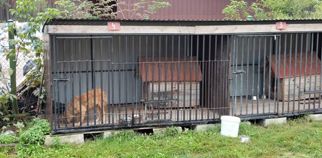 Zbiórka dla bezdomnych psiaków. Pomóżmy!