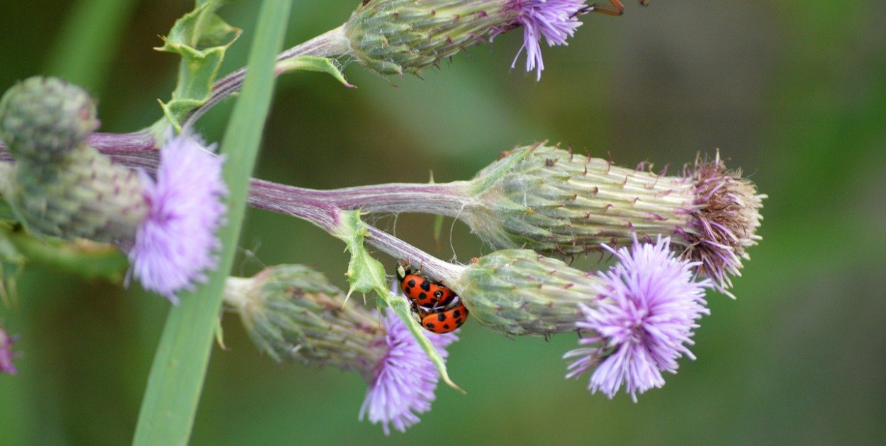 Bioróżnorodność - czym jest i jakie ma znaczenie?
