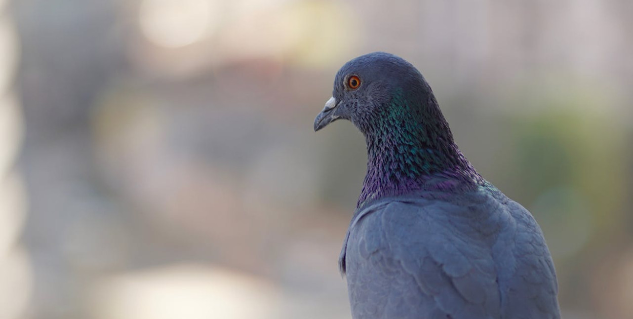 Niebezpieczny, „ptasi” kleszcz – czym jest obrzeżek gołębi?