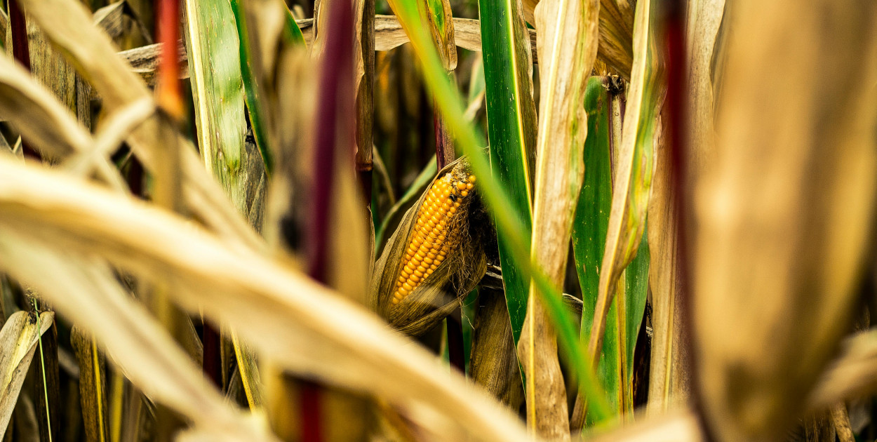Rzodkiew świrzepa – groźny chwast w uprawie kukurydzy: jak skutecznie go zwalczać?