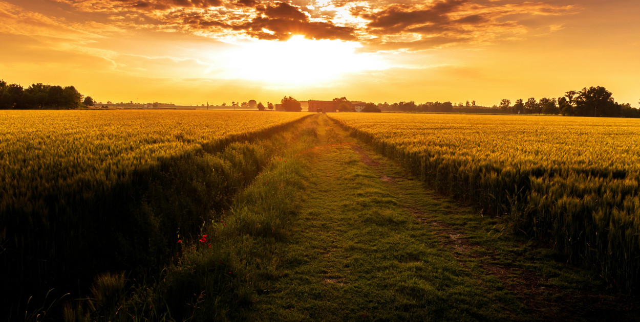  Ostrożeń polny – nie pozwól aby zniszczył Twoje uprawy zbóż!
