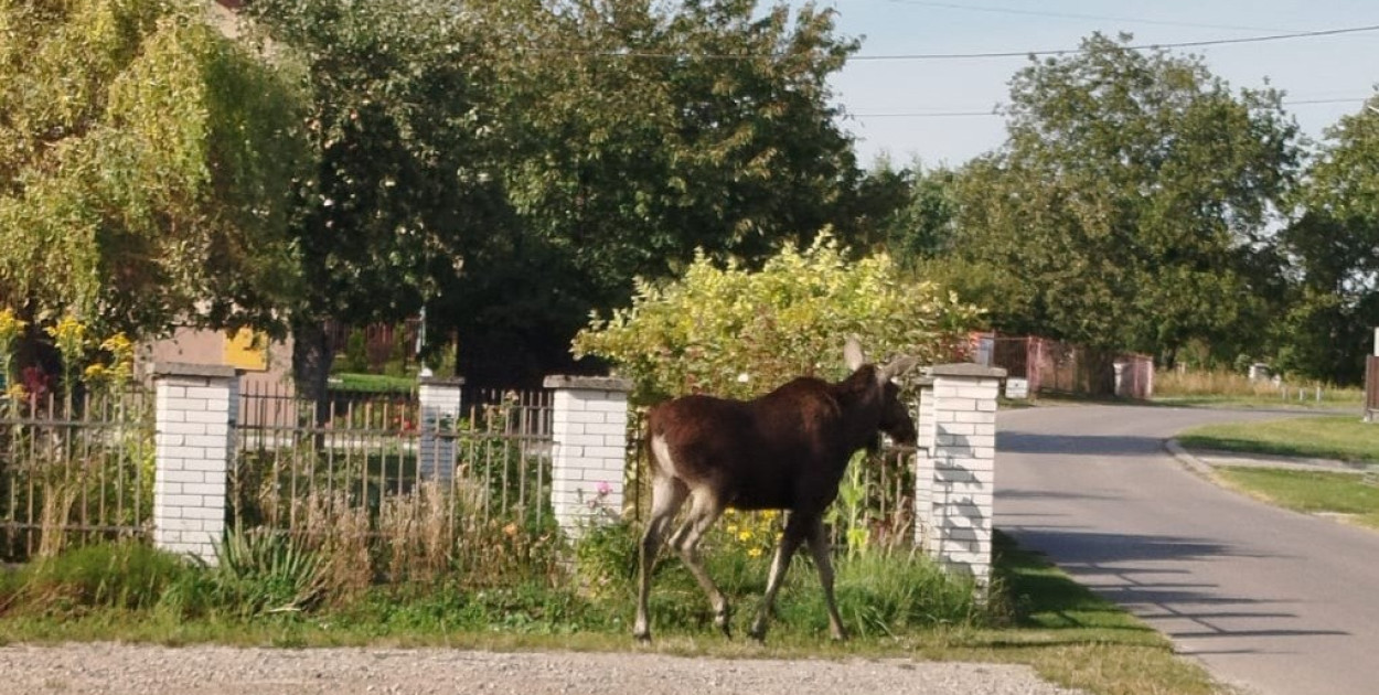 Niezwykły gość w Sokołówce: pojawił się łoś!