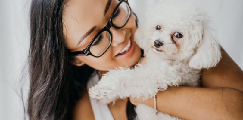 Bichon frise - co warto wiedzieć o tej rasie psów?