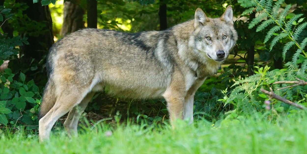 Wataha wilków na terenie Nadleśnictwa Józefów