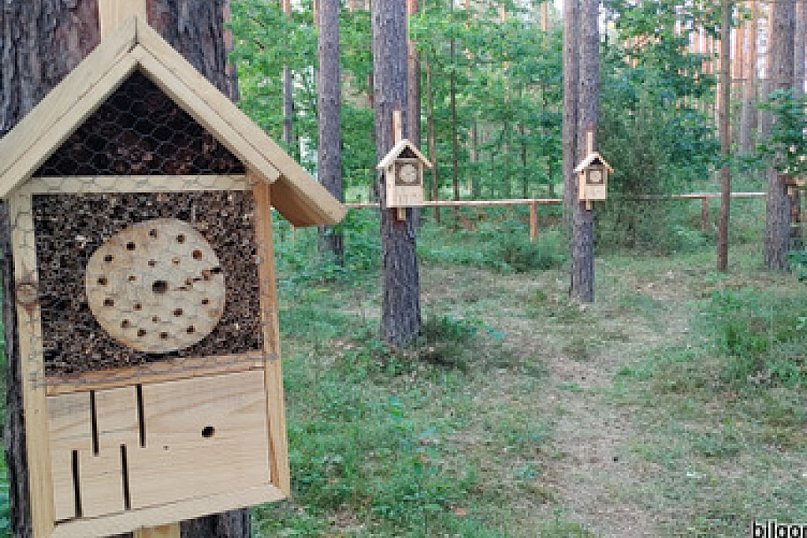 Leśnicy otworzyli hotel dla owadów (FOTO)