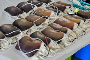 Terenowa akcja poboru krwi w Księżpolu-10986