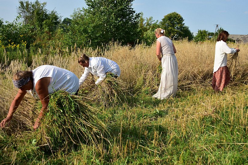 Żniwa w Dereźni: Powrót do tradycji i międzypokoleniowa integracja
