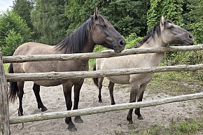 Symbol siły, dzikości i piękna Ziemi Biłgorajskiej. W odwiedzinach u koników polskich-13668