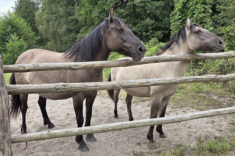 Symbol siły, dzikości i piękna Ziemi Biłgorajskiej. W odwiedzinach u koników polskich