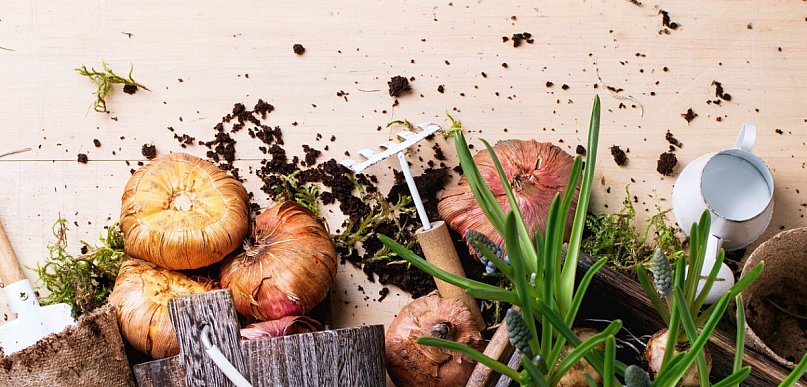 Cebulki kwiatowe wieloletnie - warto wybrać do swojego ogrodu!