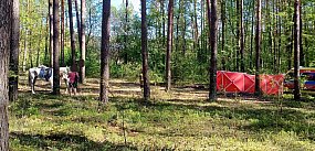 Tragedia w lesie koło Biłgoraja. Nastolatka spadła