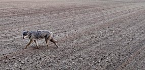 Wilk w Bukowinie. Nie odstraszyły go prace polowe