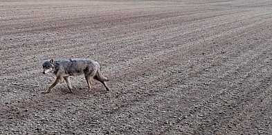 Wilk w Bukowinie. Nie odstraszyły go prace polowe-52693