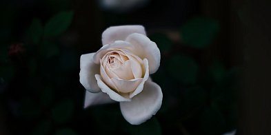 W mijającym tygodniu odeszli od nas [1 - 11 maj] -52708