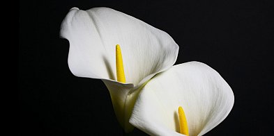 W mijającym tygodniu odeszli od nas [10 - 17 maj] -52899