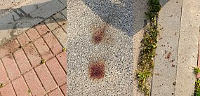 Pobicie w Tereszpolu? Policja ustala co się wydarzyło