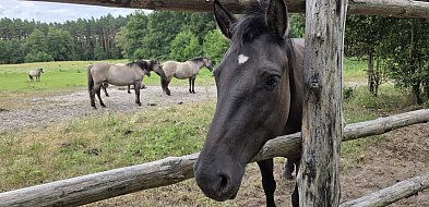 Symbol siły, dzikości i piękna Ziemi Biłgorajskiej. W odwiedzinach u...-55600