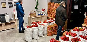 Poseł rozdaje paprykę i zachęca do wsparcia Amelki