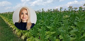 Plantatorzy tytoniu protestują. Wiceminister Gromadzka