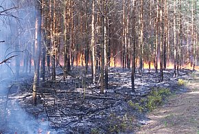 Lubelscy leśnicy rozpoczęli sezon przeciwpożarowy oraz wiosenną kampanię sadzenia