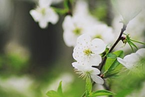 Świadectwo wolontariusza - Piotra