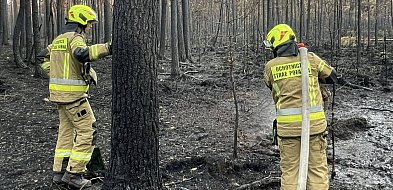 Pogorzelisko w Puszczy Solskiej znów niebezpieczne. Służby w akcji