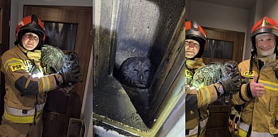 Strażacy ocalili sowę!