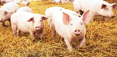 Jak wybrać odpowiednie poidła dla świń?