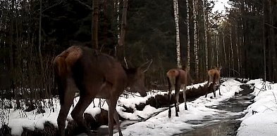 Leśne damy na wybiegu: Wyjątkowe nagranie Nadleśnictwa Biłgoraj (VIDEO)