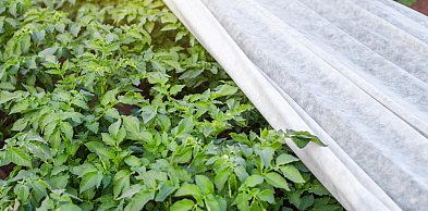 Jaką gramaturę agrotkaniny wybrać? Przewodnik dla ogrodnika