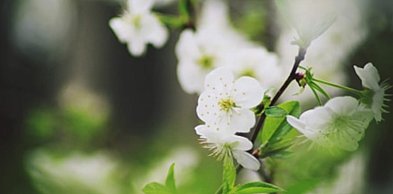 Świadectwo wolontariusza - Piotra