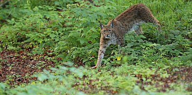 Ryś skradł show w józefowskich lasach. Zobacz unikalne kadry z Roztocza