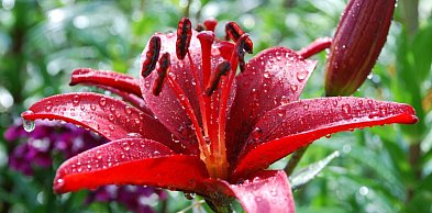 Zielona inwazja w Biłgoraju! Wielkie Targi Roślin już w ten weekend w hali OSiR