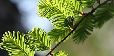 Syrop z pędów sosny i forsycji — wiosenne zbiory, które chronią zdrowie