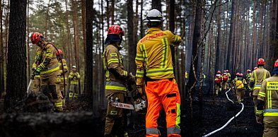 Puszcza Solska: 500 strażaków i drony w walce z ukrytym ogniem w gm. Łukowa