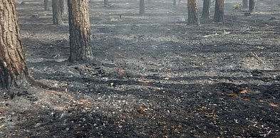 Strażacy zakończyli akcję w Puszczy Solskiej. Misja wykonana