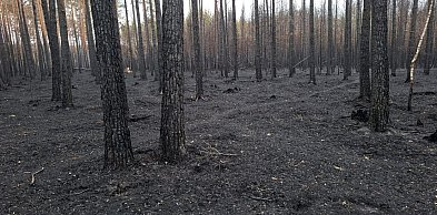 Pożar w Puszczy Solskiej: Sejmowa debata o wielkiej tragedii