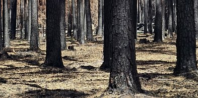 Pożar w Puszczy Solskiej. Leśnicy pomogą prywatnym właścicielom