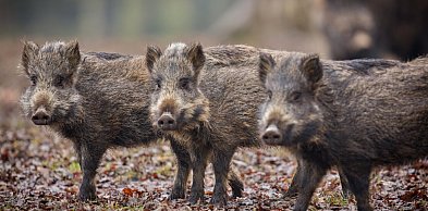 Walka z ASF: Gmina Turobin szuka padłych dzików