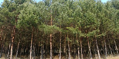 W Lasach Państwowych ruszyła kolejna edycja akcji "Stroisz"-57354